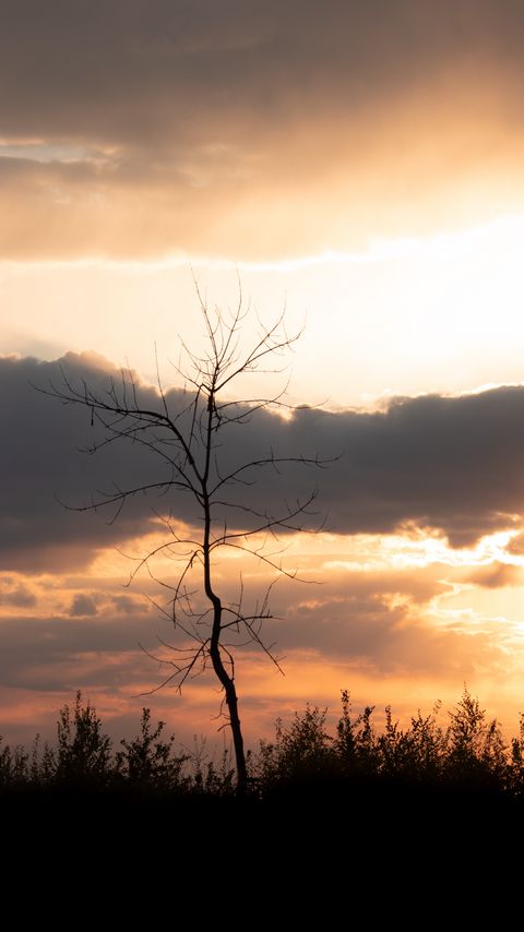 Download wallpaper 2160x3840 tree, branches, grass, silhouettes, clouds, twilight, nature samsung galaxy s4, s5, note, sony xperia z, z1, z2, z3, htc one, lenovo vibe hd background
