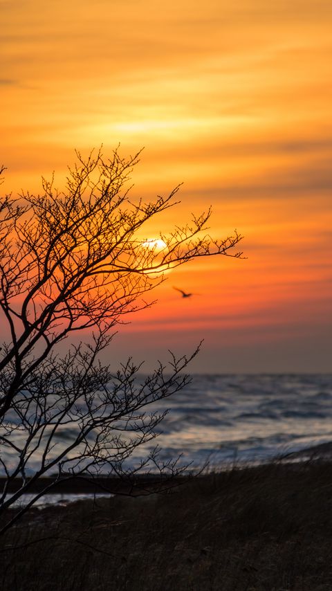 Download wallpaper 2160x3840 tree, branches, sea, sunset samsung galaxy s4, s5, note, sony xperia z, z1, z2, z3, htc one, lenovo vibe hd background
