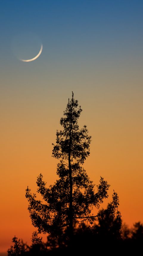 Download wallpaper 2160x3840 tree, branches, silhouette, twilight, minimalism samsung galaxy s4, s5, note, sony xperia z, z1, z2, z3, htc one, lenovo vibe hd background
