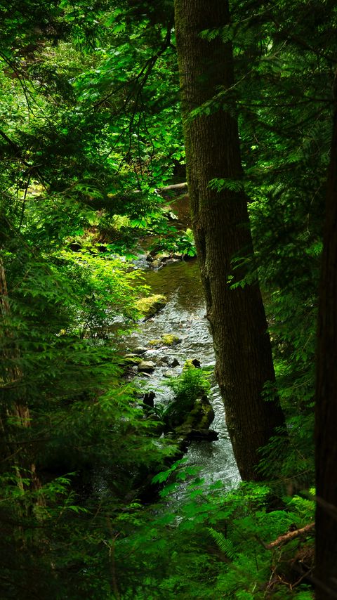 Download wallpaper 2160x3840 tree, branches, stream, stone, nature samsung galaxy s4, s5, note, sony xperia z, z1, z2, z3, htc one, lenovo vibe hd background