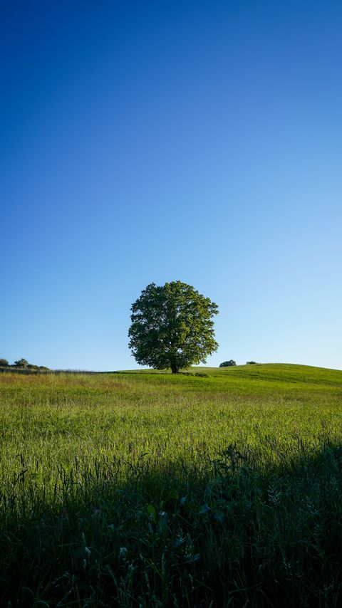 Download wallpaper 2160x3840 tree, field, grass, nature, green samsung galaxy s4, s5, note, sony xperia z, z1, z2, z3, htc one, lenovo vibe hd background