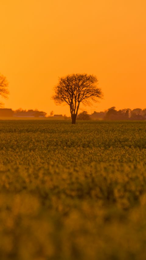 Download wallpaper 2160x3840 tree, field, grass, twilight samsung galaxy s4, s5, note, sony xperia z, z1, z2, z3, htc one, lenovo vibe hd background
