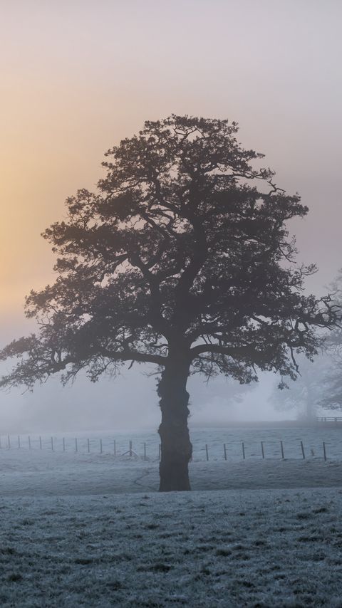 Download wallpaper 2160x3840 tree, fog, dawn, frost samsung galaxy s4, s5, note, sony xperia z, z1, z2, z3, htc one, lenovo vibe hd background