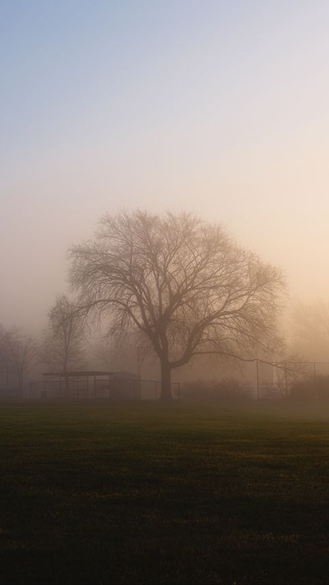 Download wallpaper 2160x3840 tree, fog, sunrise samsung galaxy s4, s5, note, sony xperia z, z1, z2, z3, htc one, lenovo vibe hd background