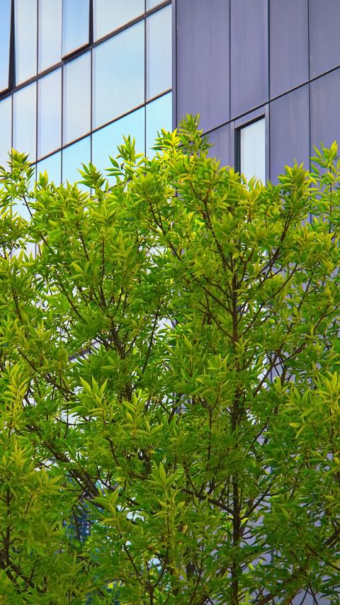 Download wallpaper 2160x3840 tree, house, building, facade samsung galaxy s4, s5, note, sony xperia z, z1, z2, z3, htc one, lenovo vibe hd background