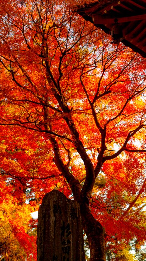 Download wallpaper 2160x3840 tree, leaves, branches, autumn samsung galaxy s4, s5, note, sony xperia z, z1, z2, z3, htc one, lenovo vibe hd background