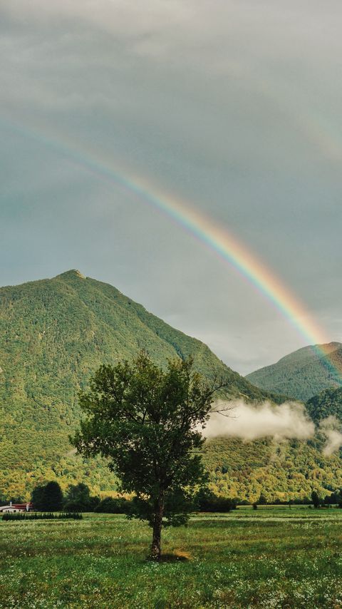 Download wallpaper 2160x3840 tree, mountains, forest, rainbow samsung galaxy s4, s5, note, sony xperia z, z1, z2, z3, htc one, lenovo vibe hd background