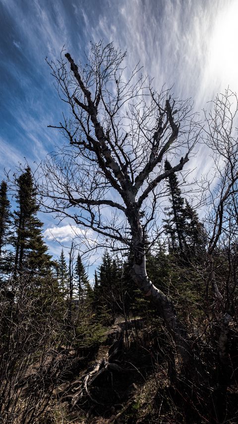 Download wallpaper 2160x3840 trees, branches, dry, roots, sky samsung galaxy s4, s5, note, sony xperia z, z1, z2, z3, htc one, lenovo vibe hd background