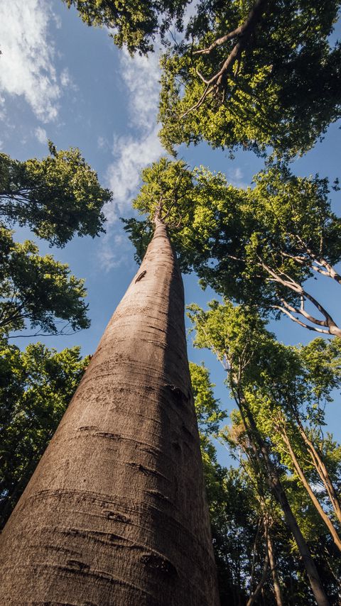 Download wallpaper 2160x3840 trees, branches, forest, sky, bottom view samsung galaxy s4, s5, note, sony xperia z, z1, z2, z3, htc one, lenovo vibe hd background