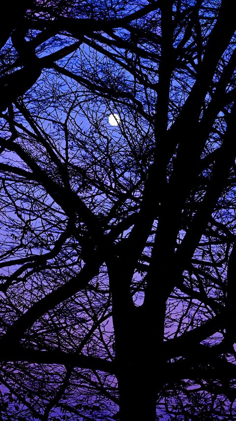 Download wallpaper 2160x3840 trees, branches, silhouettes, moon, night, dark samsung galaxy s4, s5, note, sony xperia z, z1, z2, z3, htc one, lenovo vibe hd background