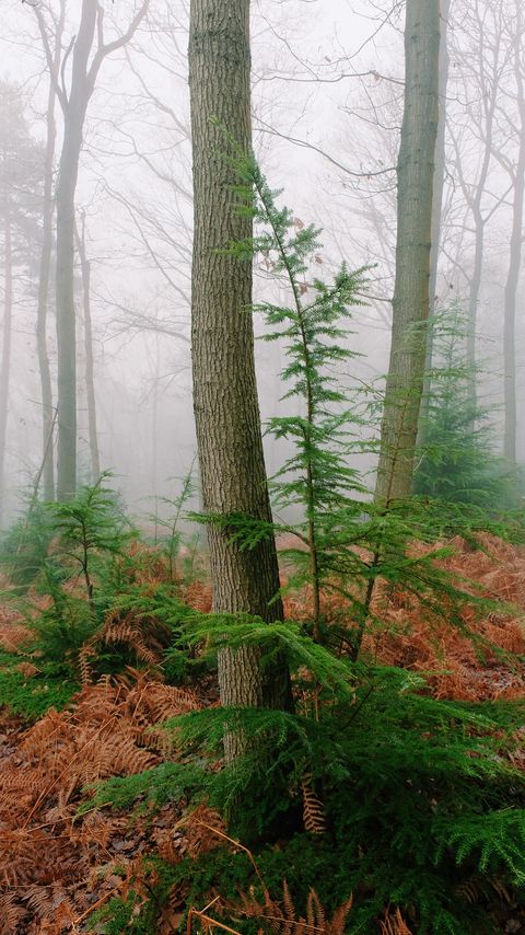 Download wallpaper 2160x3840 trees, fern, dry, forest, fog samsung galaxy s4, s5, note, sony xperia z, z1, z2, z3, htc one, lenovo vibe hd background