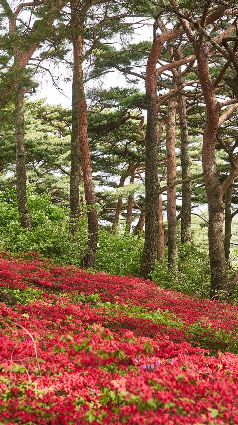 Download wallpaper 2160x3840 trees, flowers, bushes, landscape samsung galaxy s4, s5, note, sony xperia z, z1, z2, z3, htc one, lenovo vibe hd background