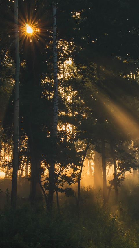Download wallpaper 2160x3840 trees, forest, fog, sunlight, dark samsung galaxy s4, s5, note, sony xperia z, z1, z2, z3, htc one, lenovo vibe hd background