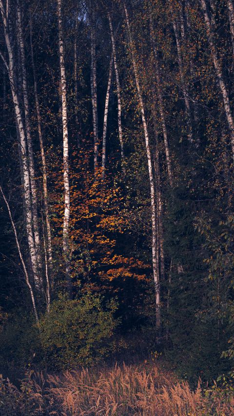 Download wallpaper 2160x3840 trees, forest, grass, nature, dark samsung galaxy s4, s5, note, sony xperia z, z1, z2, z3, htc one, lenovo vibe hd background