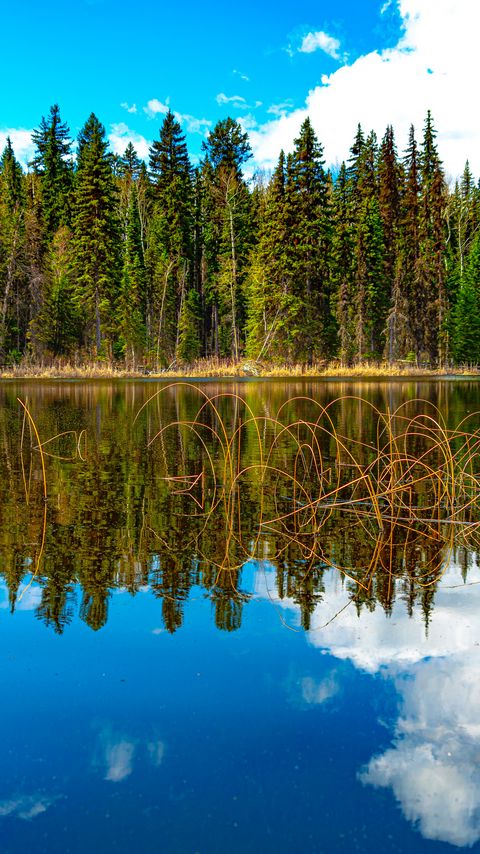 Download wallpaper 2160x3840 trees, forest, lake, reflection, nature, landscape samsung galaxy s4, s5, note, sony xperia z, z1, z2, z3, htc one, lenovo vibe hd background