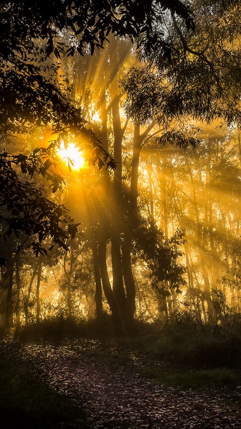 Download wallpaper 2160x3840 trees, forest, light, sunset, dark samsung galaxy s4, s5, note, sony xperia z, z1, z2, z3, htc one, lenovo vibe hd background