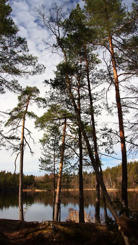Download wallpaper 2160x3840 trees, forest, river, nature samsung galaxy s4, s5, note, sony xperia z, z1, z2, z3, htc one, lenovo vibe hd background