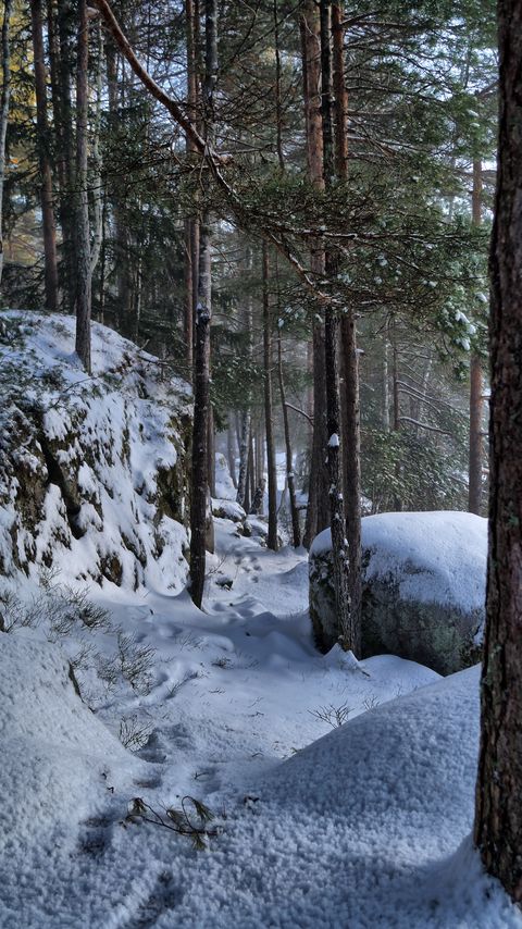 Download wallpaper 2160x3840 trees, forest, snow, traces, winter samsung galaxy s4, s5, note, sony xperia z, z1, z2, z3, htc one, lenovo vibe hd background