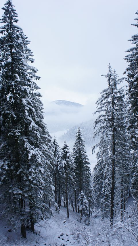 Download wallpaper 2160x3840 trees, forest, snow, winter, landscape samsung galaxy s4, s5, note, sony xperia z, z1, z2, z3, htc one, lenovo vibe hd background