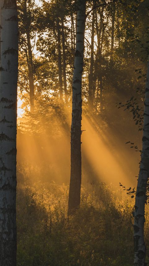 Download wallpaper 2160x3840 trees, forest, sunlight, grass samsung galaxy s4, s5, note, sony xperia z, z1, z2, z3, htc one, lenovo vibe hd background