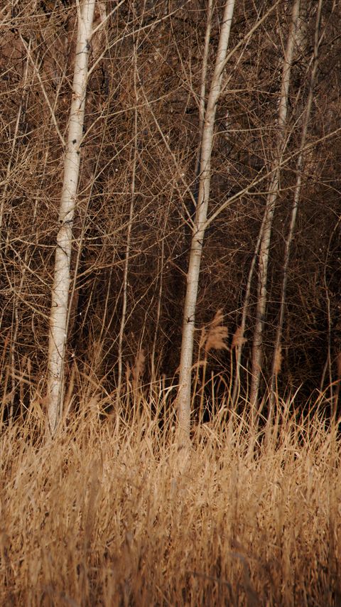 Download wallpaper 2160x3840 trees, grass, dry, nature samsung galaxy s4, s5, note, sony xperia z, z1, z2, z3, htc one, lenovo vibe hd background