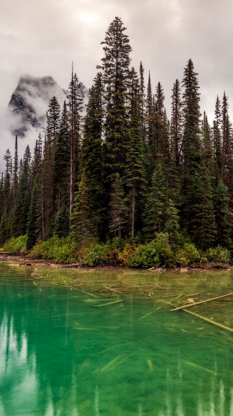 Download wallpaper 2160x3840 trees, lake, bottom, forest samsung galaxy s4, s5, note, sony xperia z, z1, z2, z3, htc one, lenovo vibe hd background
