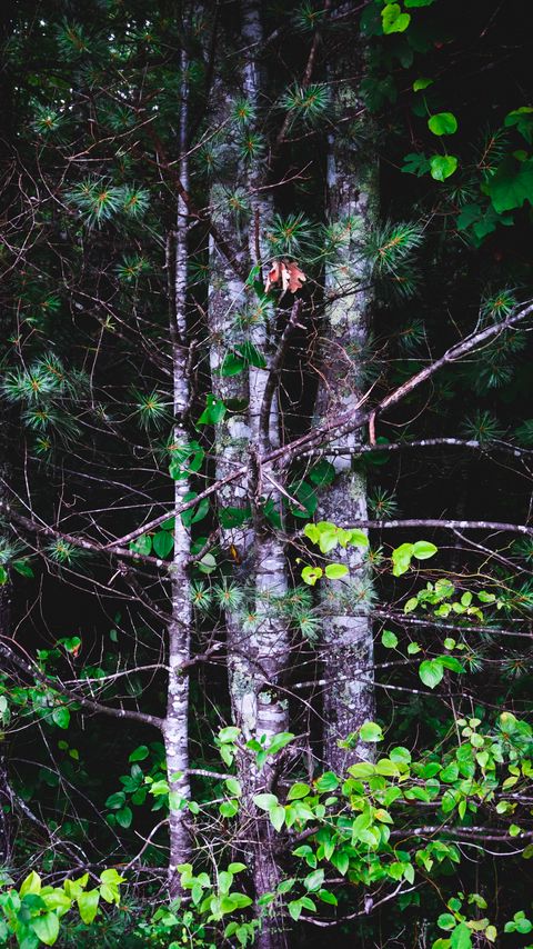 Download wallpaper 2160x3840 trees, leaves, branches samsung galaxy s4, s5, note, sony xperia z, z1, z2, z3, htc one, lenovo vibe hd background