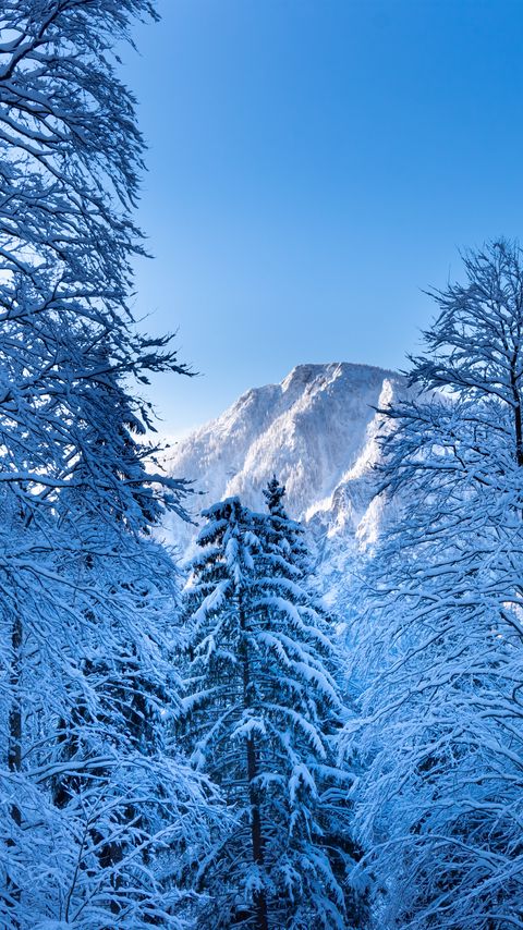 Download wallpaper 2160x3840 trees, mountain, snow, winter samsung galaxy s4, s5, note, sony xperia z, z1, z2, z3, htc one, lenovo vibe hd background