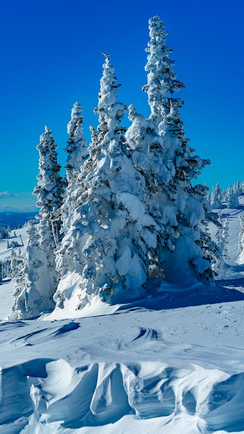 Download wallpaper 2160x3840 trees, spruces, snow, winter samsung galaxy s4, s5, note, sony xperia z, z1, z2, z3, htc one, lenovo vibe hd background