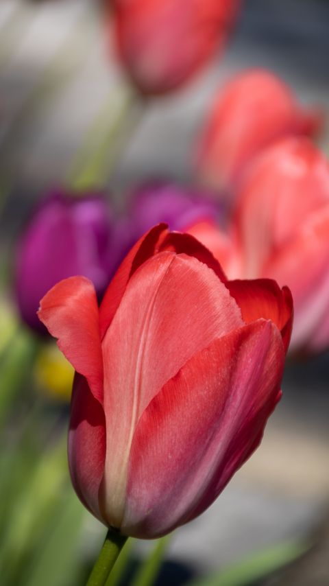 Download wallpaper 2160x3840 tulip, flower, petals, red, spring samsung galaxy s4, s5, note, sony xperia z, z1, z2, z3, htc one, lenovo vibe hd background