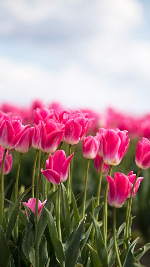 Download wallpaper 2160x3840 tulips, buds, leaves, spring, flowers, pink samsung galaxy s4, s5, note, sony xperia z, z1, z2, z3, htc one, lenovo vibe hd background