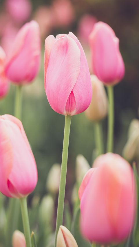 Download wallpaper 2160x3840 tulips, buds, petals, flowers, pink samsung galaxy s4, s5, note, sony xperia z, z1, z2, z3, htc one, lenovo vibe hd background