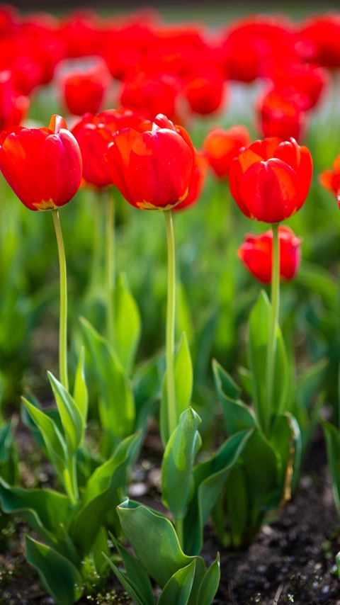 Download wallpaper 2160x3840 tulips, buds, petals, flowers, red samsung galaxy s4, s5, note, sony xperia z, z1, z2, z3, htc one, lenovo vibe hd background