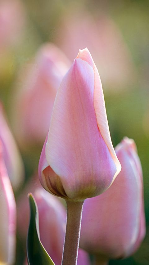 Download wallpaper 2160x3840 tulips, flowers, buds, macro, pink samsung galaxy s4, s5, note, sony xperia z, z1, z2, z3, htc one, lenovo vibe hd background