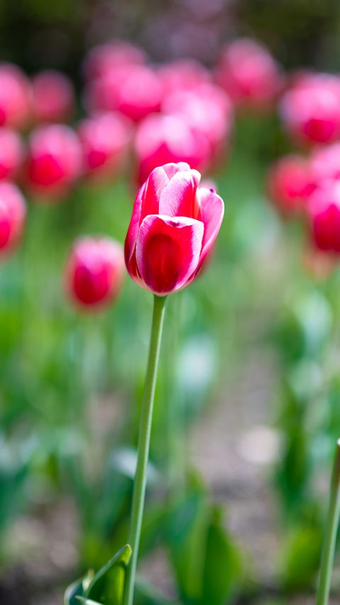Download wallpaper 2160x3840 tulips, petals, blur, flowers samsung galaxy s4, s5, note, sony xperia z, z1, z2, z3, htc one, lenovo vibe hd background