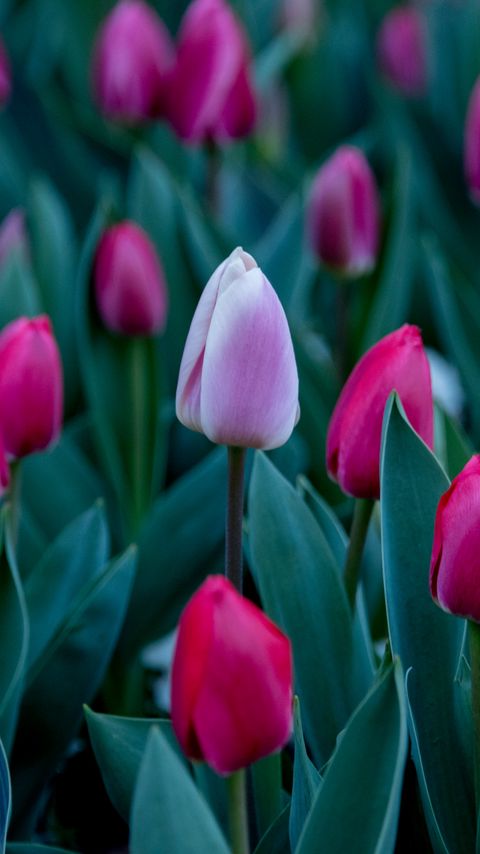 Download wallpaper 2160x3840 tulips, petals, buds, leaves, flowers samsung galaxy s4, s5, note, sony xperia z, z1, z2, z3, htc one, lenovo vibe hd background