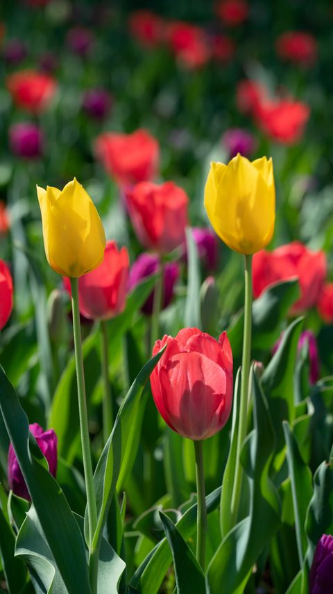Download wallpaper 2160x3840 tulips, petals, flowers, colorful samsung galaxy s4, s5, note, sony xperia z, z1, z2, z3, htc one, lenovo vibe hd background