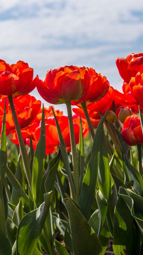 Download wallpaper 2160x3840 tulips, petals, leaves, flowers, spring samsung galaxy s4, s5, note, sony xperia z, z1, z2, z3, htc one, lenovo vibe hd background