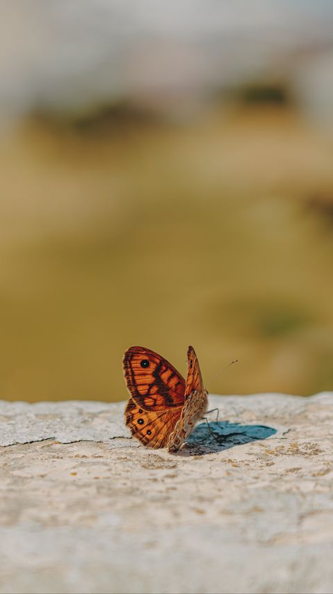 Download wallpaper 2160x3840 wall brown, butterfly, macro, orange samsung galaxy s4, s5, note, sony xperia z, z1, z2, z3, htc one, lenovo vibe hd background