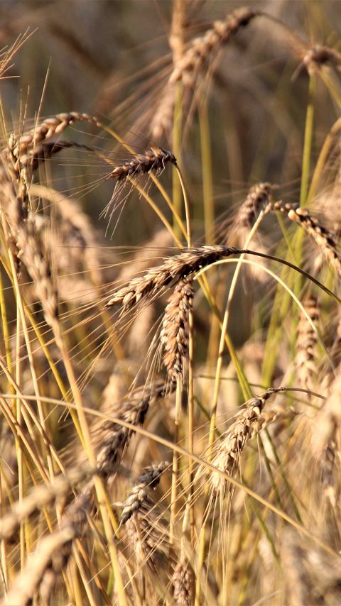 Download wallpaper 2160x3840 wheat, ears, grass samsung galaxy s4, s5, note, sony xperia z, z1, z2, z3, htc one, lenovo vibe hd background