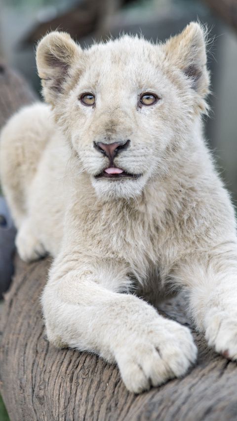 Download wallpaper 2160x3840 white lion, protruding tongue, paws, tree, predator samsung galaxy s4, s5, note, sony xperia z, z1, z2, z3, htc one, lenovo vibe hd background