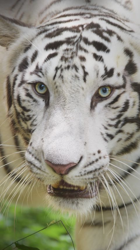 Download wallpaper 2160x3840 white tiger, glance, predator, big cat samsung galaxy s4, s5, note, sony xperia z, z1, z2, z3, htc one, lenovo vibe hd background