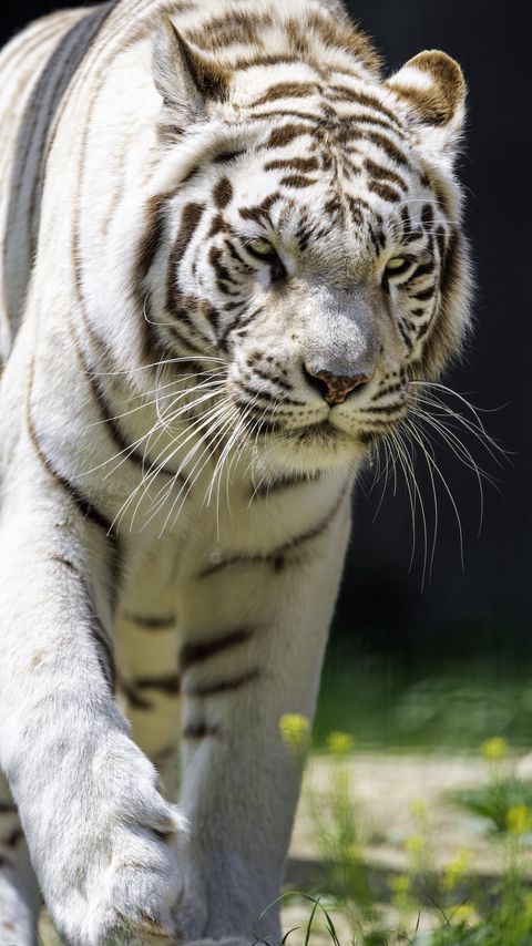 Download wallpaper 2160x3840 white tigress, movement, predator, big cat, tiger samsung galaxy s4, s5, note, sony xperia z, z1, z2, z3, htc one, lenovo vibe hd background