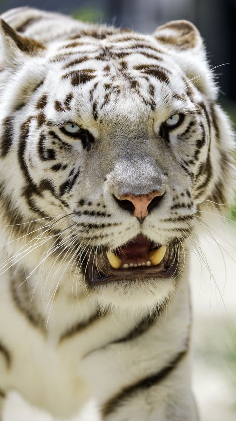 Download wallpaper 2160x3840 white tigress, tiger, grin, big cat, predator samsung galaxy s4, s5, note, sony xperia z, z1, z2, z3, htc one, lenovo vibe hd background