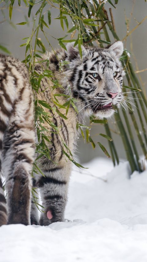 Download wallpaper 2160x3840 white tigress, tiger, pose, big cat, predator, snow samsung galaxy s4, s5, note, sony xperia z, z1, z2, z3, htc one, lenovo vibe hd background