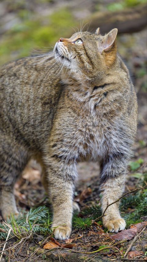 Download wallpaper 2160x3840 wild cat, animal, brown, tabby samsung galaxy s4, s5, note, sony xperia z, z1, z2, z3, htc one, lenovo vibe hd background