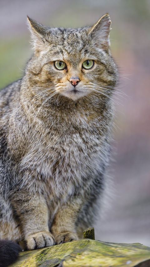 Download wallpaper 2160x3840 wild cat, glance, animal samsung galaxy s4, s5, note, sony xperia z, z1, z2, z3, htc one, lenovo vibe hd background
