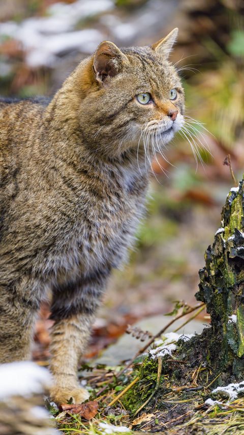 Download wallpaper 2160x3840 wild cat, glance, blur, wildlife samsung galaxy s4, s5, note, sony xperia z, z1, z2, z3, htc one, lenovo vibe hd background