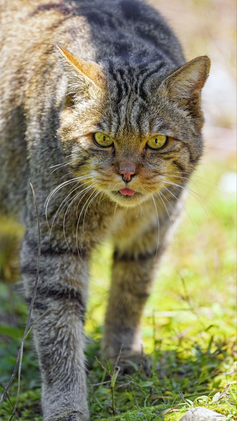 Download wallpaper 2160x3840 wild cat, protruding tongue, animal samsung galaxy s4, s5, note, sony xperia z, z1, z2, z3, htc one, lenovo vibe hd background