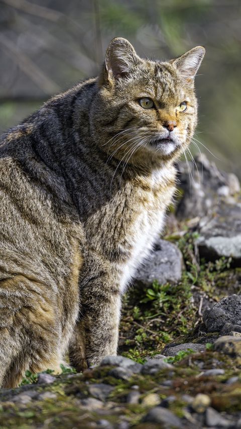 Download wallpaper 2160x3840 wild cat, wildlife, animal samsung galaxy s4, s5, note, sony xperia z, z1, z2, z3, htc one, lenovo vibe hd background